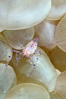Shellfishes: Bubble Coral Shrimp