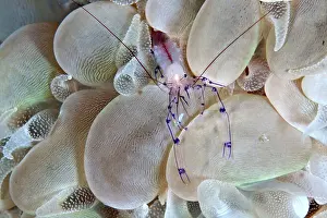 Shellfishes: Bubble Coral Shrimp