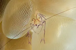 Philippinensis: Bubble Coral Shrimp on Bubble Coral (Plerogyra sinuosa)