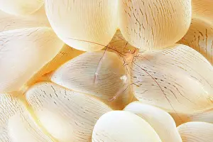 Prawn: Bubble Coral Shrimp (Vir philippinensis) lives in