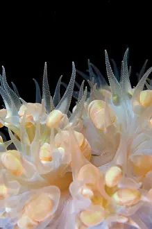 Angus: Bubble Coral vesicles during night dive