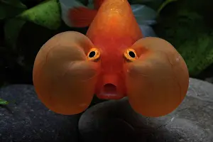 Sense: Bubble eyes goldfish