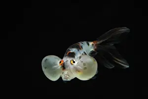 Absurd: Bubble eyes goldfish
