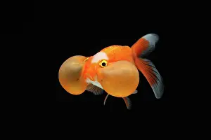 Absurd: Bubble eyes goldfish