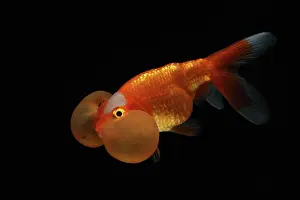 Absurd: Bubble eyes goldfish