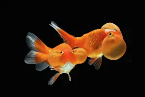 Absurd: Bubble eyes goldfish