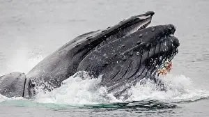 Spatter: Bubble-net feeding of the Humpback whale (Megapt