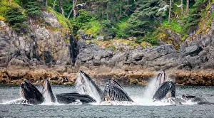 Opened: Bubble-net feeding of the Humpback whales (Megap