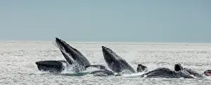 Plans: Bubble-net feeding of the Humpback whales (Megap