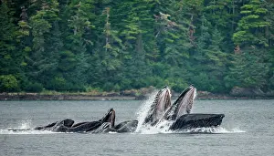 Opened: Bubble-net feeding of the Humpback whales (Megap