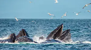Plans: Bubble-net feeding of the Humpback whales (Megap