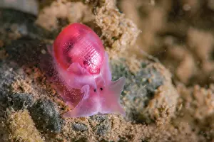 Crawl: Bubble Snail (Bullina sp), Tahiti, French Polynesia