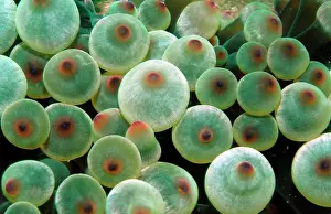 Oman: Bubble tip anemone (Entacmaea quadricolor), Oman