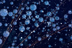 Icecover: Bubbles and grass under the ice