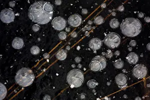 Leenderbos: Bubbles and grass under the ice