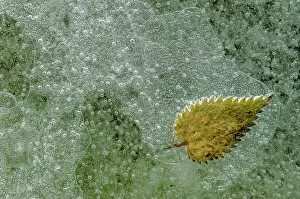 Bubbles: Bubbles with a tree leaf caught in ice formed on