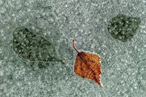 Bubbles: Bubbles with a tree leaf caught in ice formed on