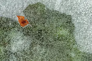 Bubbles: Bubbles with a tree leaf caught in ice formed on