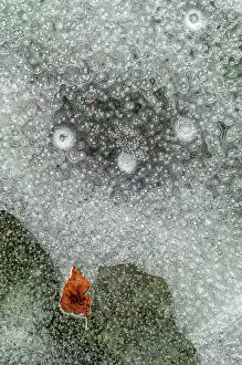 Bubbles: Bubbles with a tree leaf caught in ice formed on