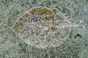 Bubbles: Bubbles with a tree leaf caught in ice formed on