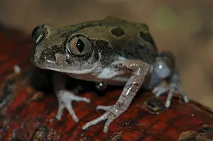 Bubbling: Bubbling Kassina Frog - Close up