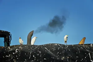 Discharge: Bubulcus ibis Bubulcus