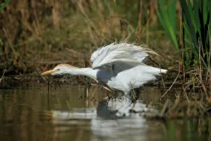 Bubulcus: Bubulcus ibis Bubulcus