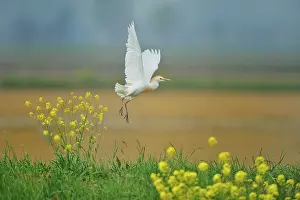 Bubulcus: Bubulcus ibis Bubulcus