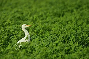 Bubulcus: Bubulcus ibis Bubulcus