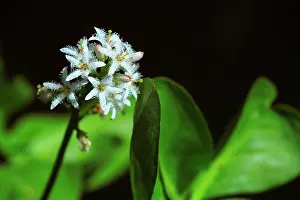 Hydrophytes: Buck-bean (Menyanthes trifoliata) flowers, Illfurth