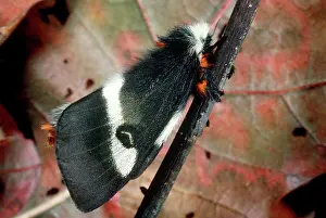 Pterygota: Buck Moth