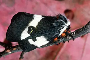 Pterygota: Buck Moth