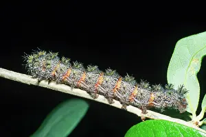 Maia: Buck Moth Caterpillar
