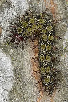 Larval: Buck Moth Caterpillar