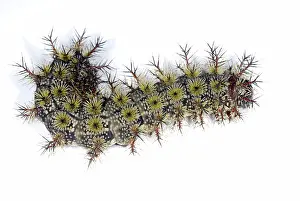 Larval: Buck Moth Caterpillar