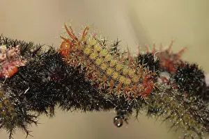 Maia: Buck Moth (Hemileuca maia) caterpillar