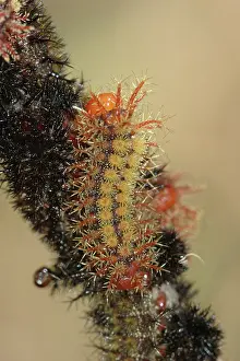 Maia: Buck Moth (Hemileuca maia) caterpillar