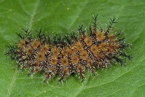 Spine: Buck Moth (Hemileuca maia) caterpillar