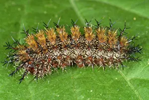 Spine: Buck Moth (Hemileuca maia) caterpillar