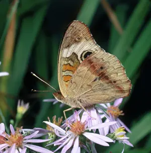 Nymphalid: Buckeye Butterfly