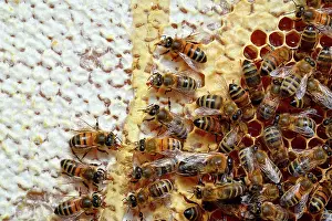 Workers: Buckfast bees feeding on chestnut honey in uncapped