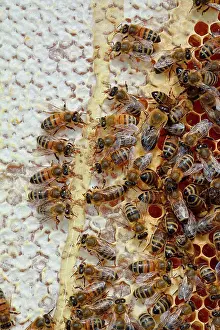 Workers: Buckfast bees feeding on chestnut honey in uncapped