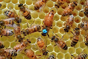 Workers: Buckfast bees: Queen laying in a cell, surrounded