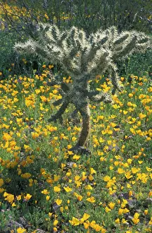 Buckhorn: Buckhorn Cholla Cactus