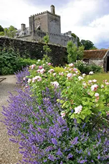 Paul Felix: Buckland Abbey garden flowers (once the