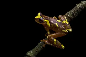 Treefrog: Buckley's Slender-legged Treefrog (Osteocephalus
