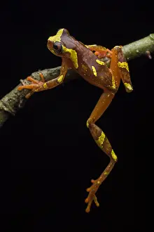 Treefrog: Buckley's Slender-legged Treefrog (Osteocephalus