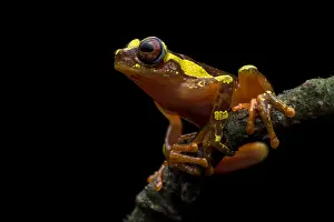 Treefrog: Buckley's Slender-legged Treefrog (Osteocephalus