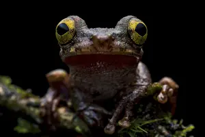 Treefrog: Buckley's Slender-legged Treefrog (Osteocephalus