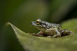 Treefrog: Buckley's Slender-legged Treefrog (Osteocephalus